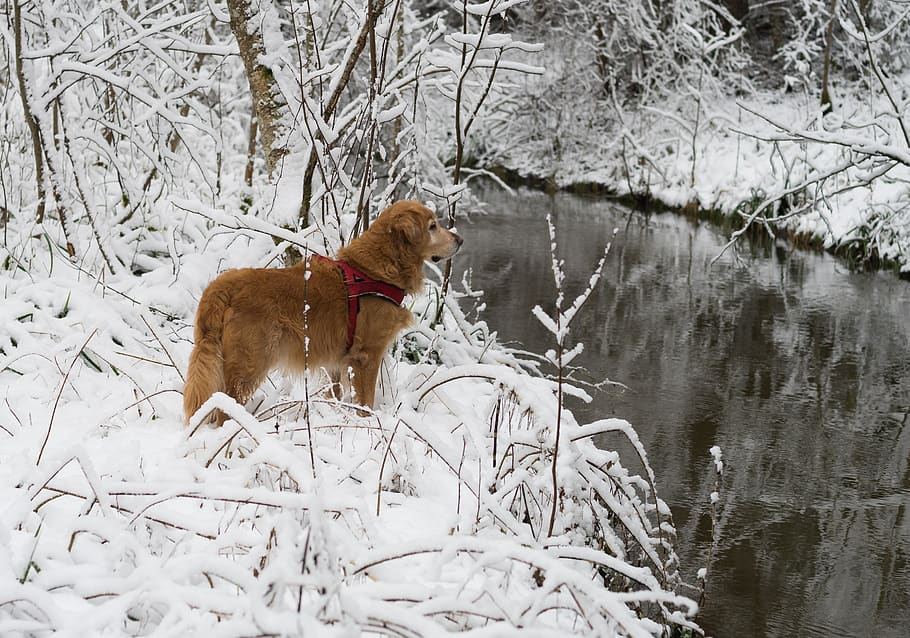 dog, pet, snow, winter, cold, nature, tree, landscape, bach HD wallpaper