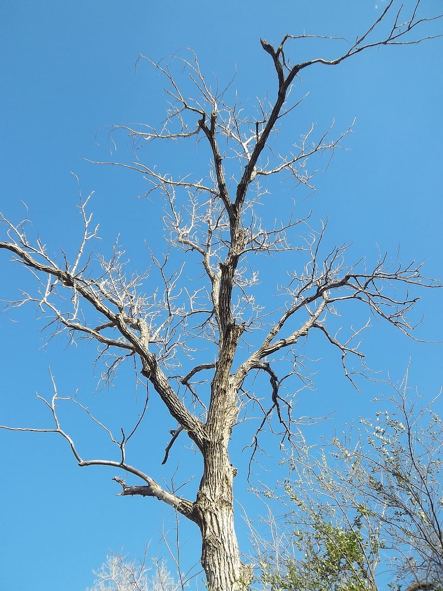 Tree, Branch, Branch, Plant, Nature, Outside, dead, dead tree HD wallpaper
