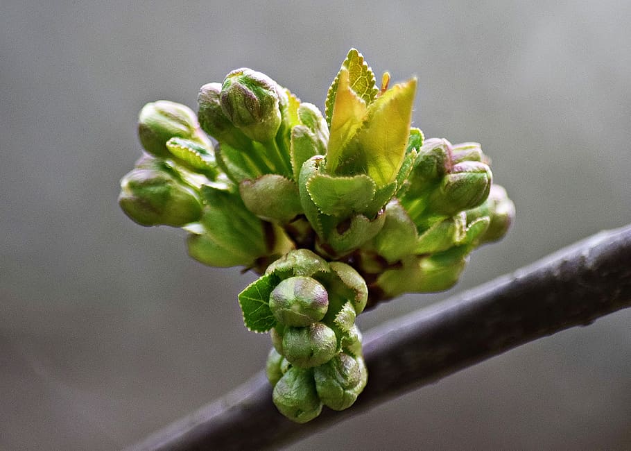 Macro, Foliage, Nature, Garden, green, flower, closeup, spring HD wallpaper