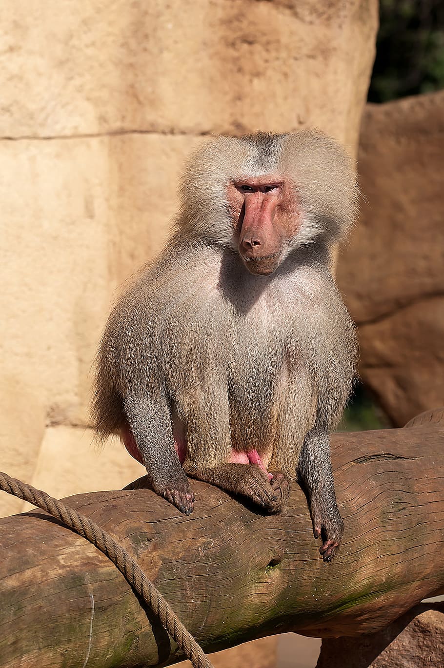 Baboon, Zoo, Monkey, Animal, Nature, Sit, animal wildlife, animals in the wild HD wallpaper