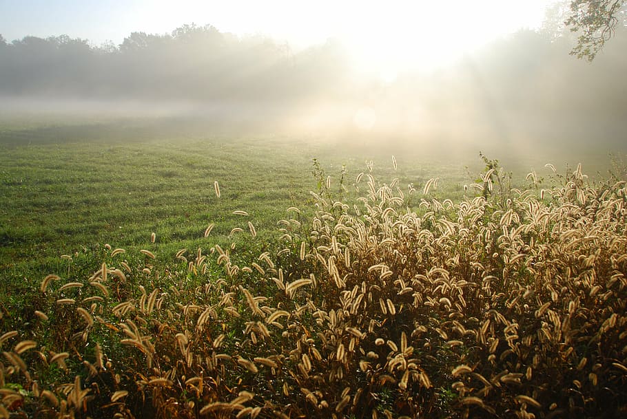 light, sun, prato, park, nature, ray of light, rays of sunshine HD wallpaper