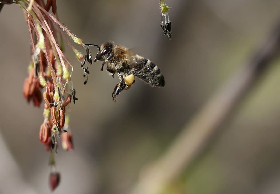 bee, flight, pollination, insecta, nature, spring, animal, animal themes HD wallpaper