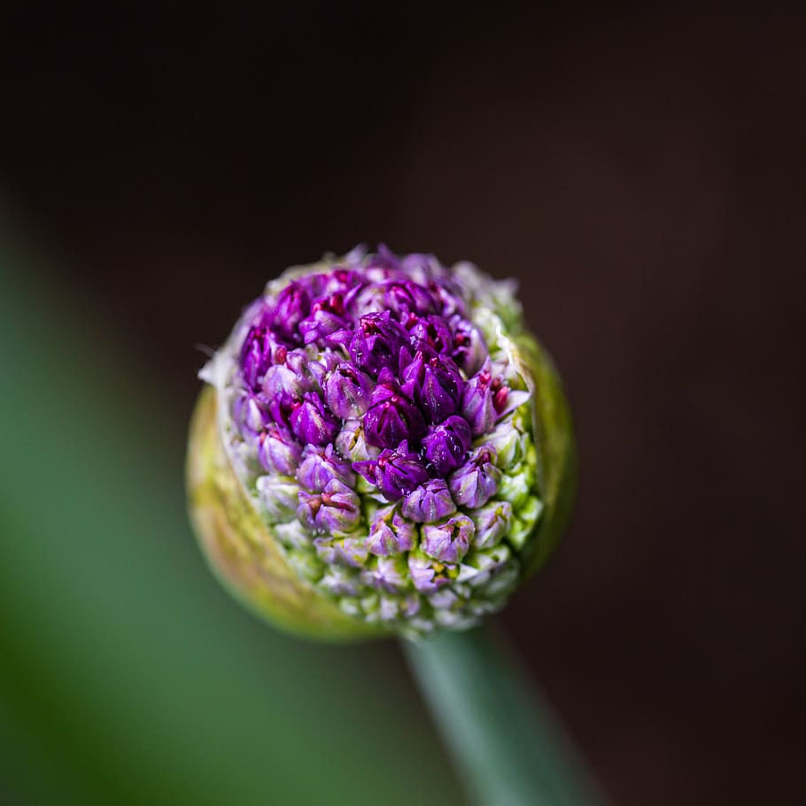 flower, bloom, green, lilac, head, burst, summer, spring, close HD wallpaper