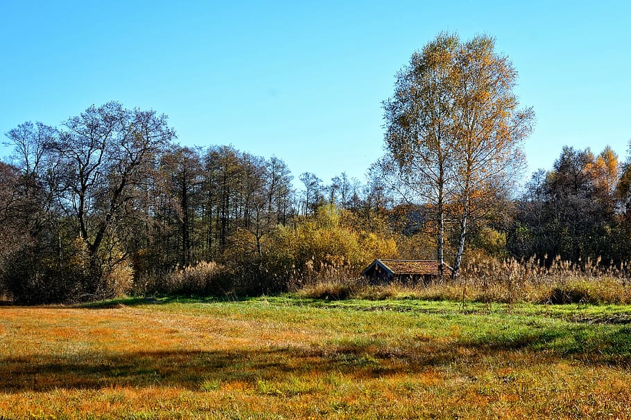 trees, autumn forest, sky, landscape, mood, autumn colours HD wallpaper