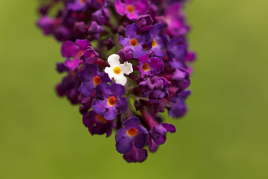 lilac, blossom, bloom, violet, flower, summer, plant, fragrant HD wallpaper