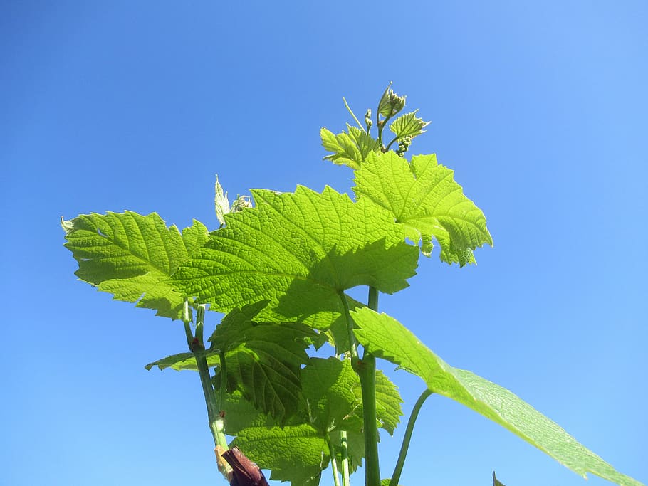 grape, foliage, plant, leaf, plant part, green color, blue HD wallpaper