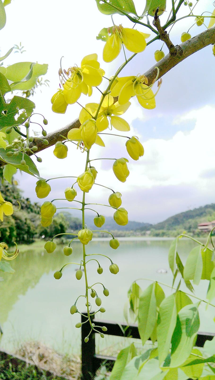 golden rain tree, kim woo, flower, cassia fistula, sausage tree, HD wallpaper