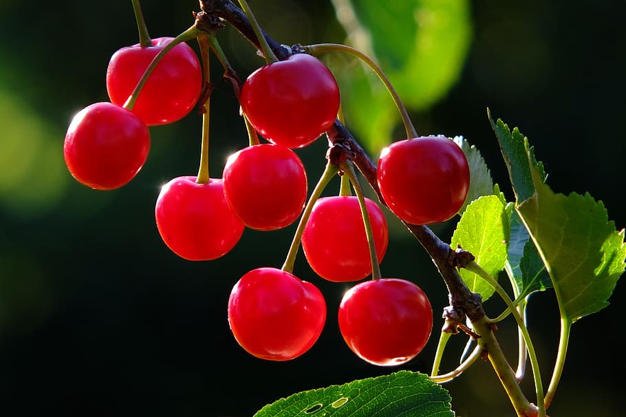 shallow focus photography of red cherries, cherry, branch, fruit, HD wallpaper