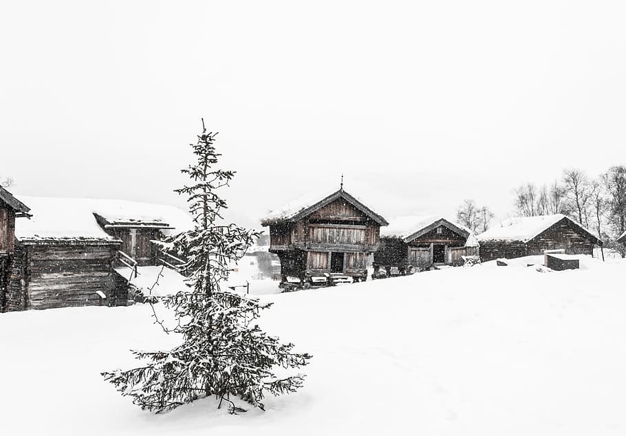 aerial view photography of pine tree near houses, snow-covered village during daytime HD wallpaper