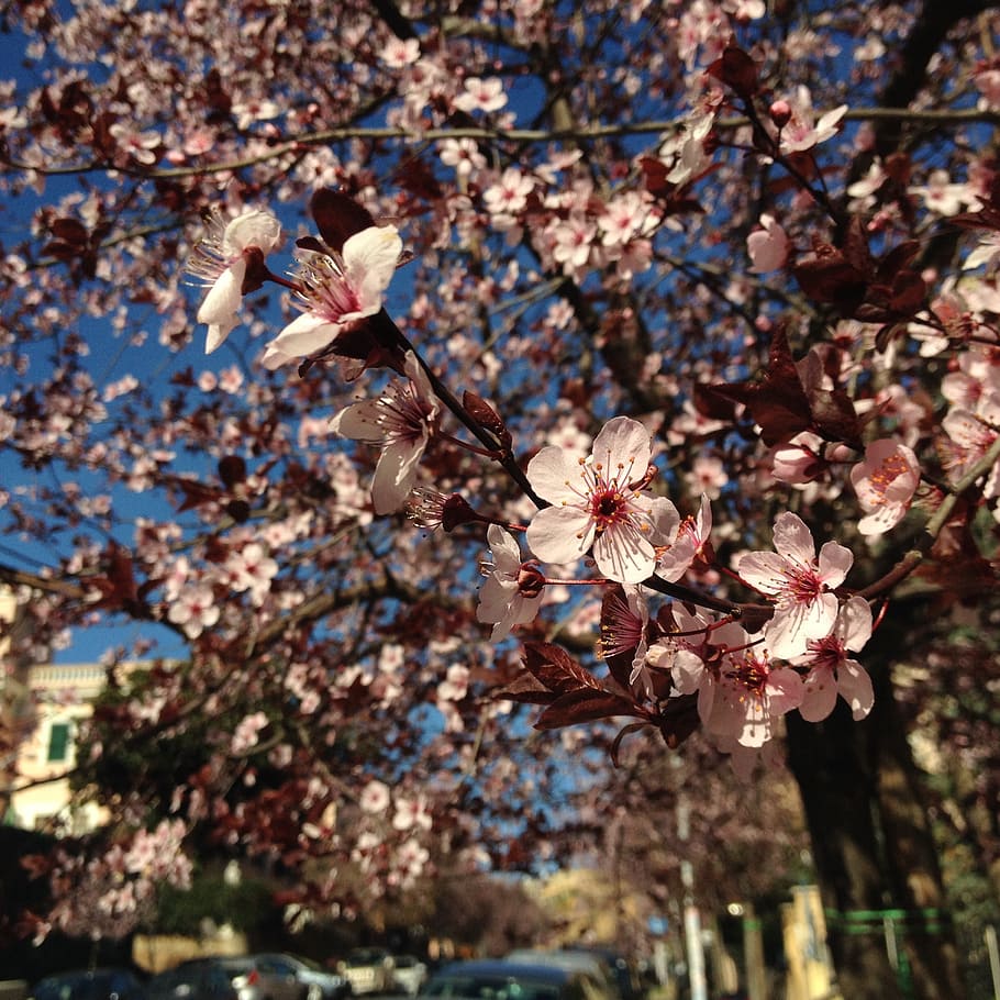 spring, flower, tree, city, plum, flowering plant, growth, fragility HD wallpaper