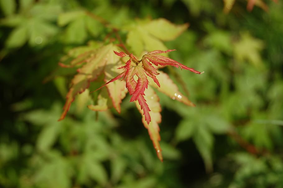 leaf, nature, plant, close-up, plant part, beauty in nature HD wallpaper