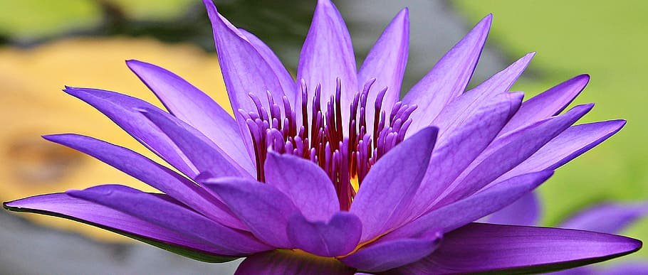 purple waterlily in close up photography, water lily, nuphar lutea, HD wallpaper