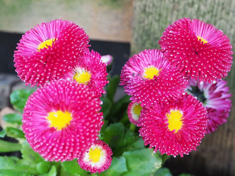 macro, pink, blossom, bloom, flower, close, spring, macro pink HD wallpaper