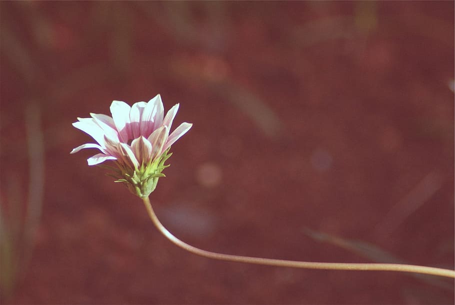 selective focus photo of pink daisy in bloom, photography, white HD wallpaper