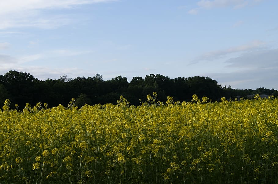 rapeseed, summer, nature, sky, landscape, plants, meadow, field HD wallpaper