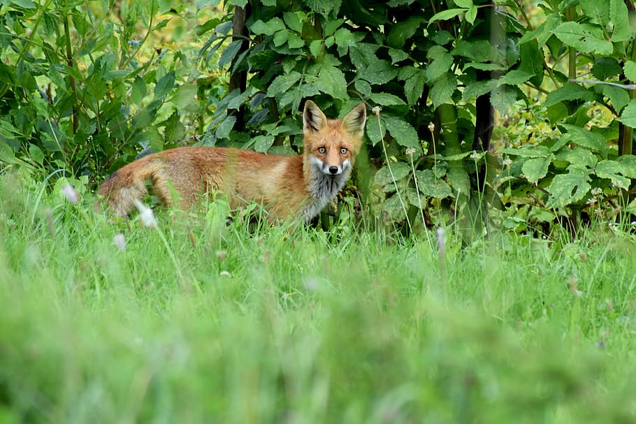 fox, cute, red fox, wild, wildlife, young, predator, animal HD wallpaper