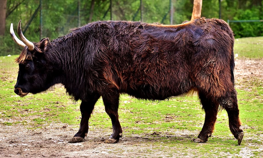 black cattle walking on grass field, Aurochs, Animal, Wildlife Photography