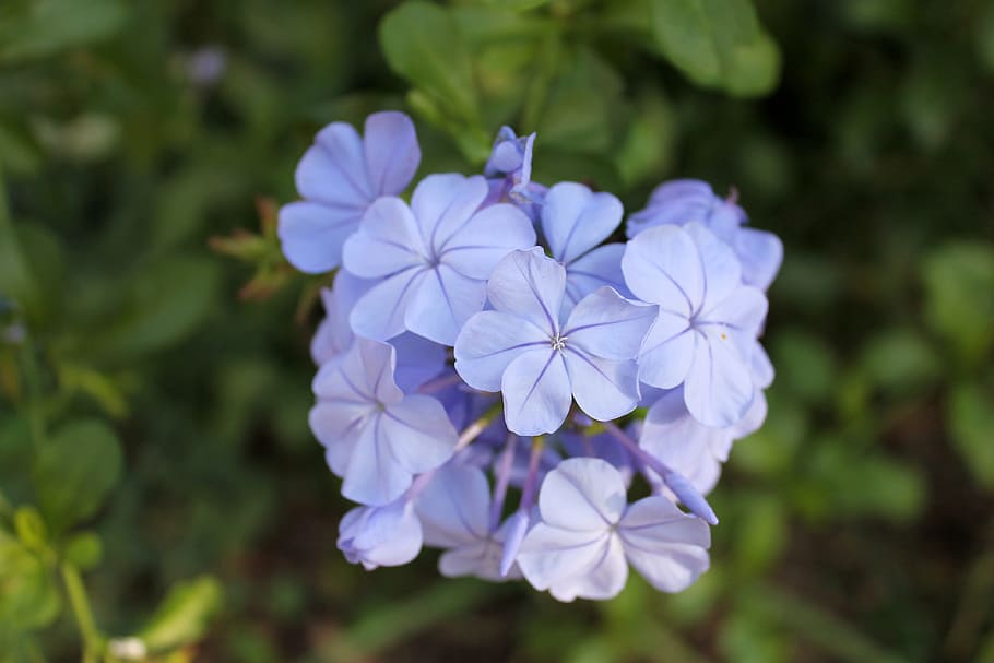 Flower, Violet, Blue, Nature, Field, close up, landscape, prairie, HD wallpaper