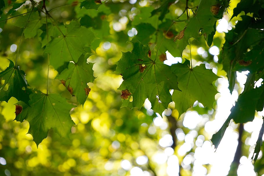 selective focus photo of green leafed plant, closeup photo of green leafed tree HD wallpaper