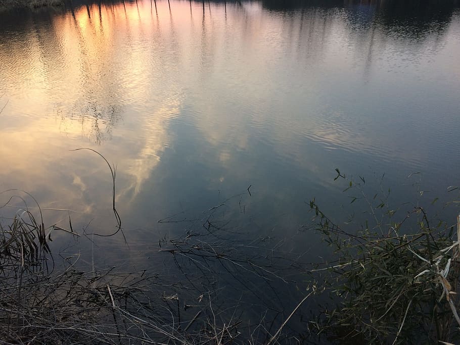 reflection, sunset, pond, water, lake, plant, tranquility, nature HD wallpaper