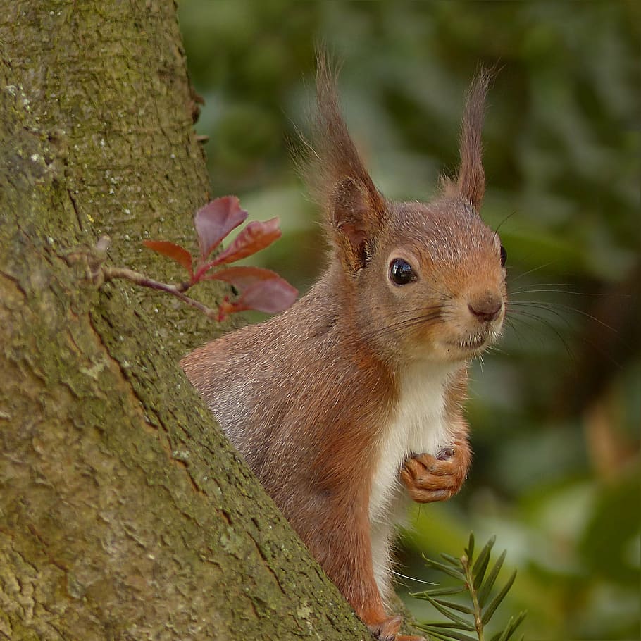 selective photo of brown and white squirrel, sciurus, animal HD wallpaper