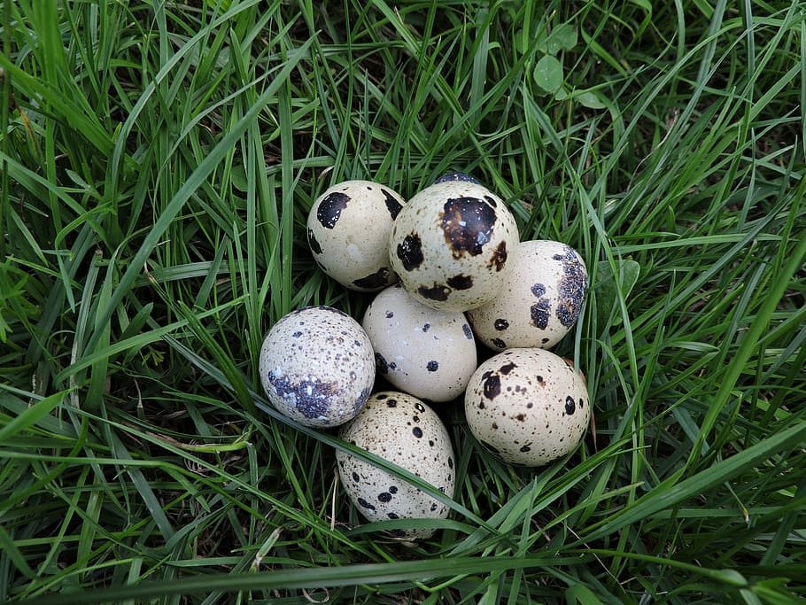quail eggs, meadow, spotted, nature, brown, white, grass, plant HD wallpaper