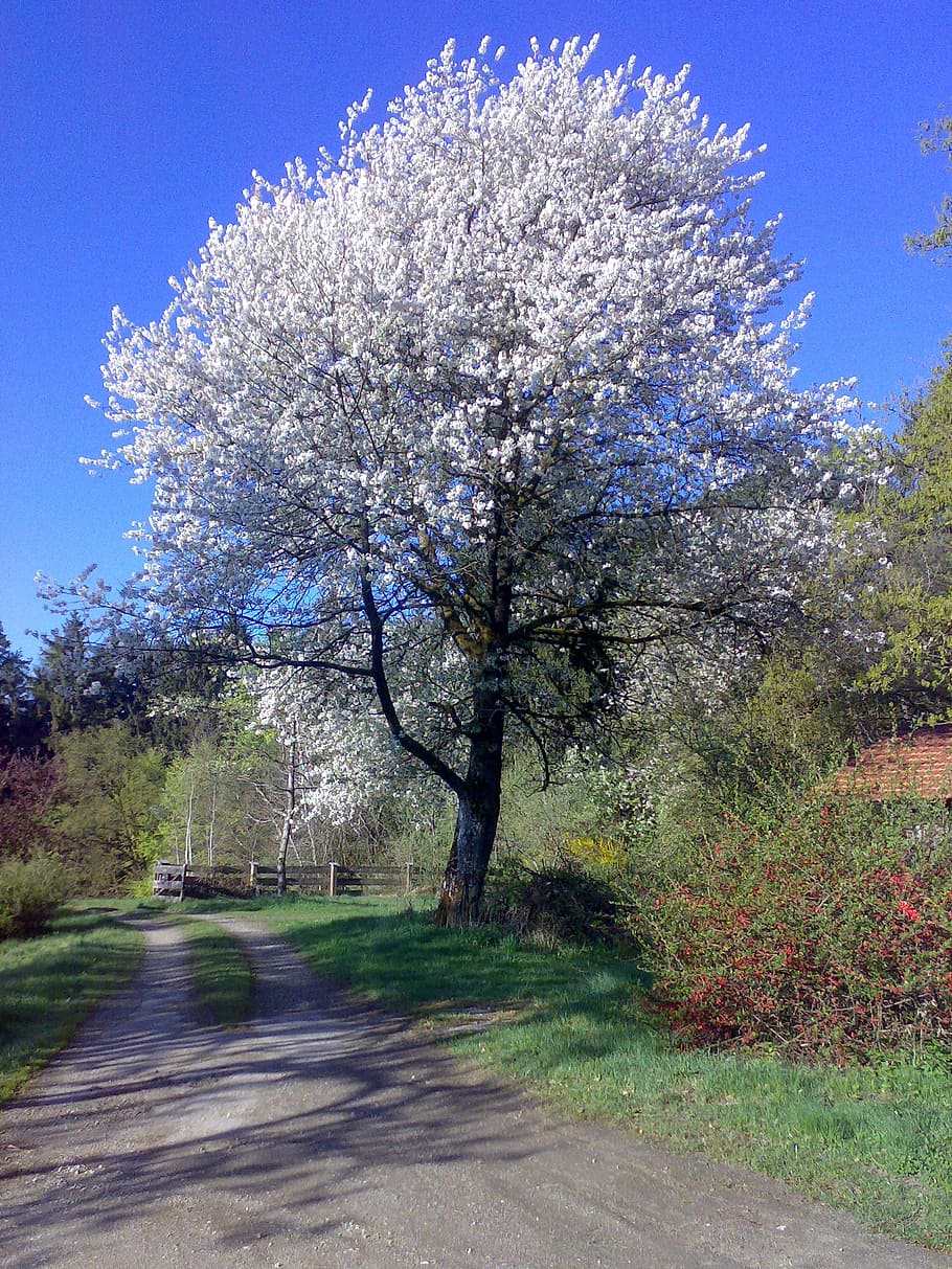 cherry, blossom, bloom, white, plant, tree, nature, beauty in nature HD wallpaper