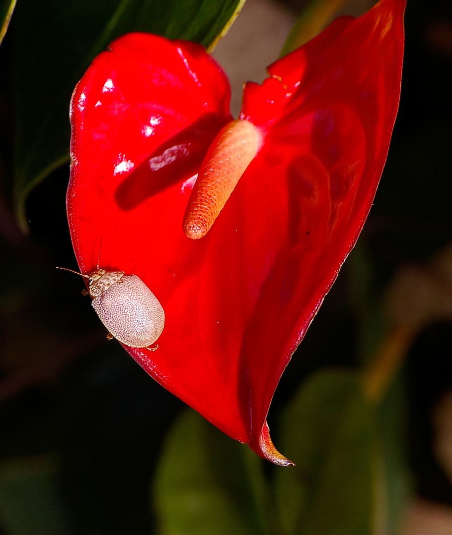 Flower, Bloom, Shiny, Insect, Bug, red, white, contrast, bright HD wallpaper