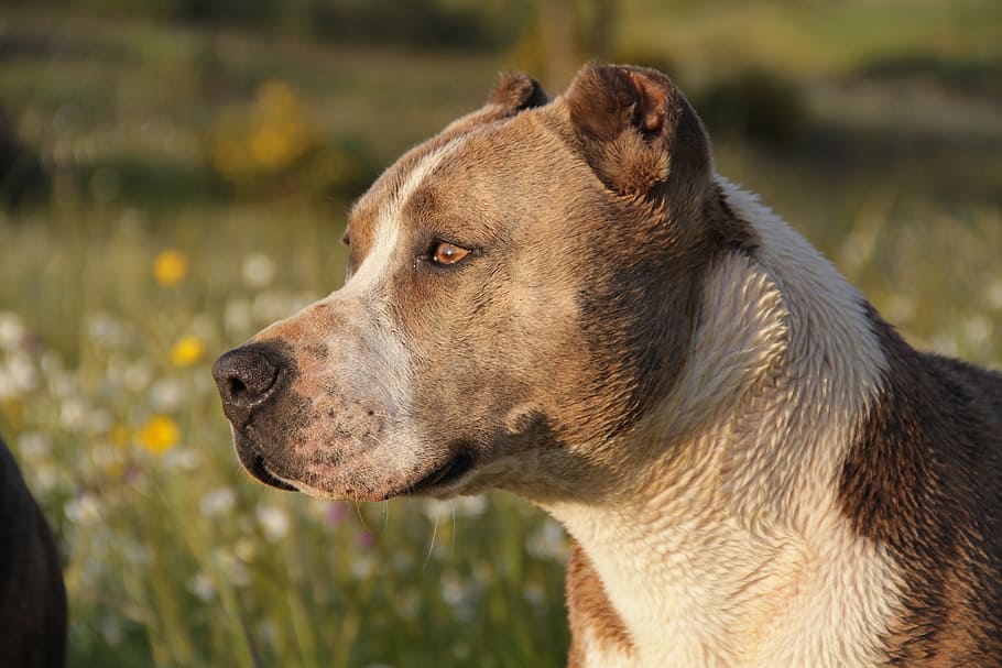 adult brown and white American pit bull, animal, dog, pitbull, HD wallpaper