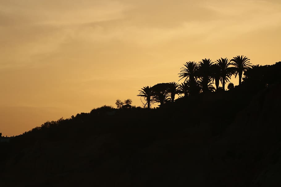 Palm Trees, Nature, Beach, landscape, garden, plants, trunk HD wallpaper
