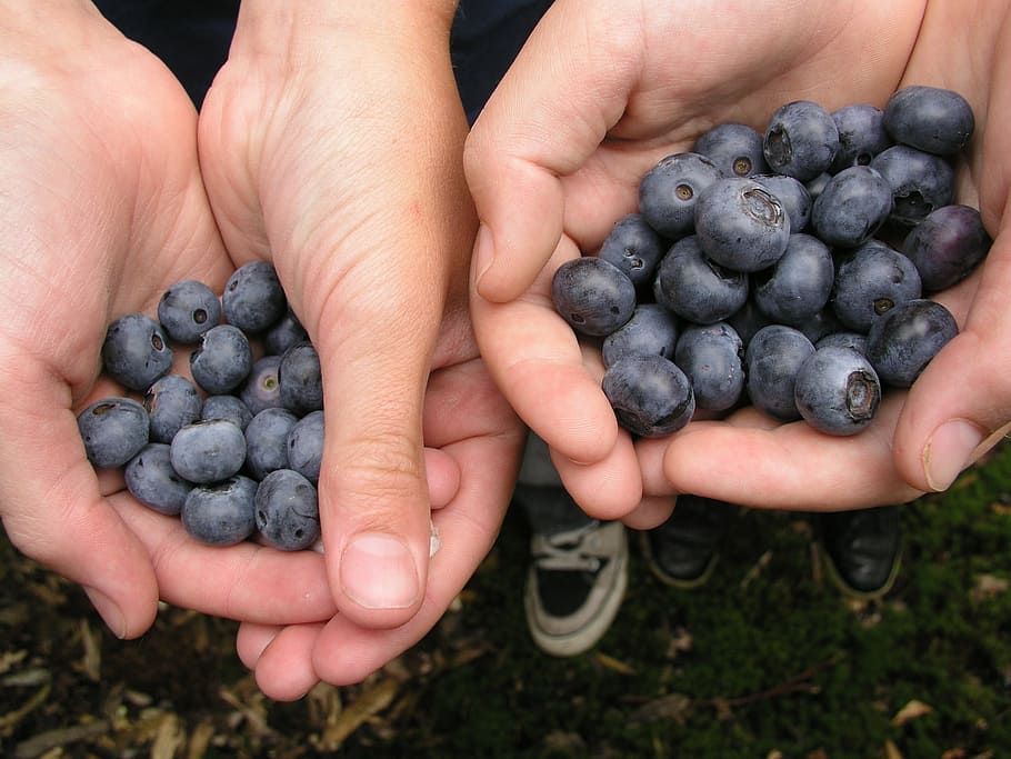 Berries, Healthy, blue, fruit, human body part, human hand HD wallpaper