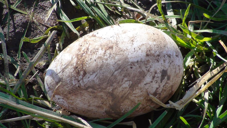 egg, nature, bird, animal, duck, plant, close-up, land, no people HD wallpaper
