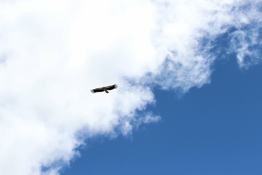 eagle, sky, fly, hawk, flying, cloud - sky, animal themes, low angle view HD wallpaper
