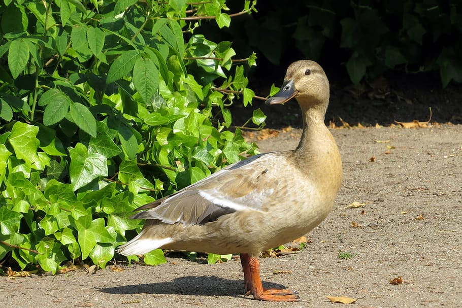 bird, duck, mallard, animal wildlife, animals in the wild, animal themes HD wallpaper