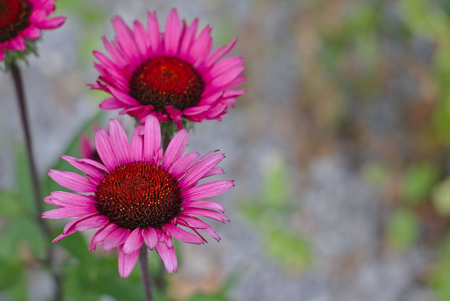 Flower, Pink, Close, Bokeh, Summer, red, blossom, bloom, nature HD wallpaper