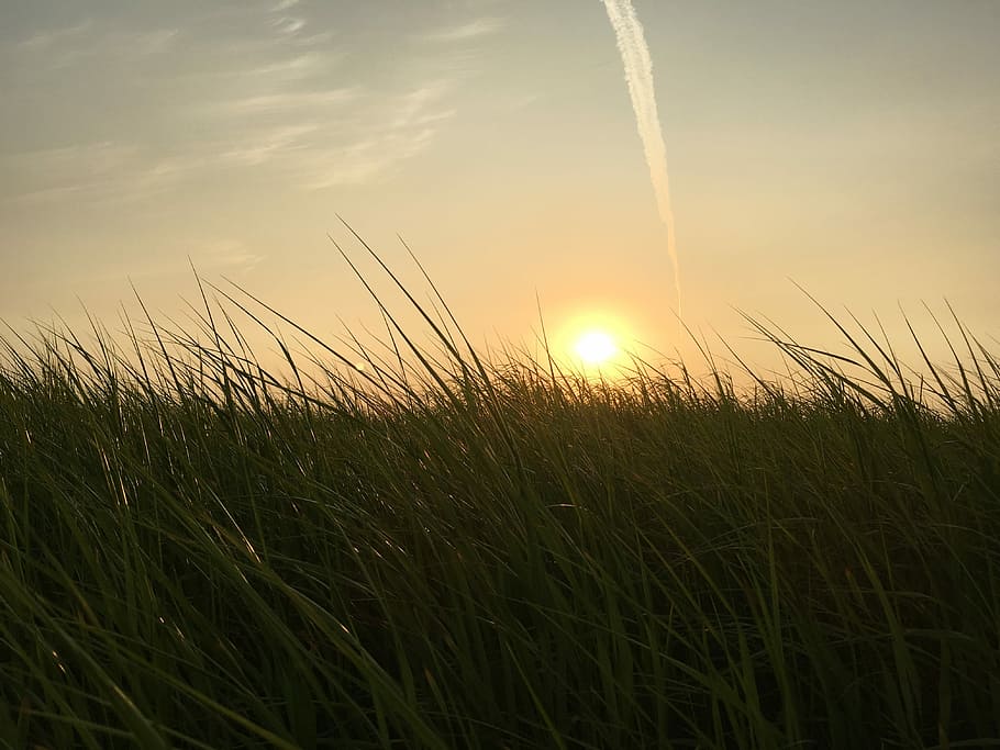 Field, Sunrise, Grass, sunset, cereal plant, crop, agriculture HD wallpaper