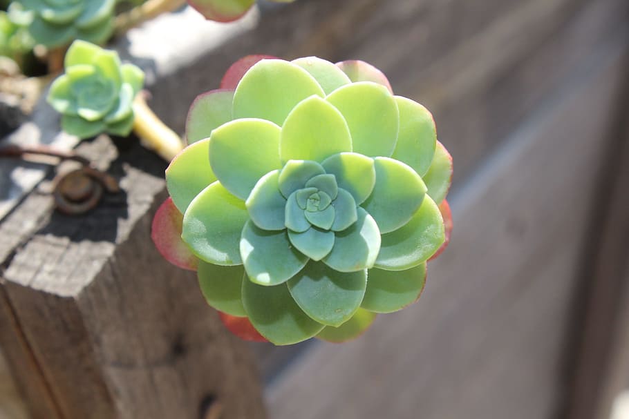 succulent, flora, plant, growth, close-up, focus on foreground HD wallpaper