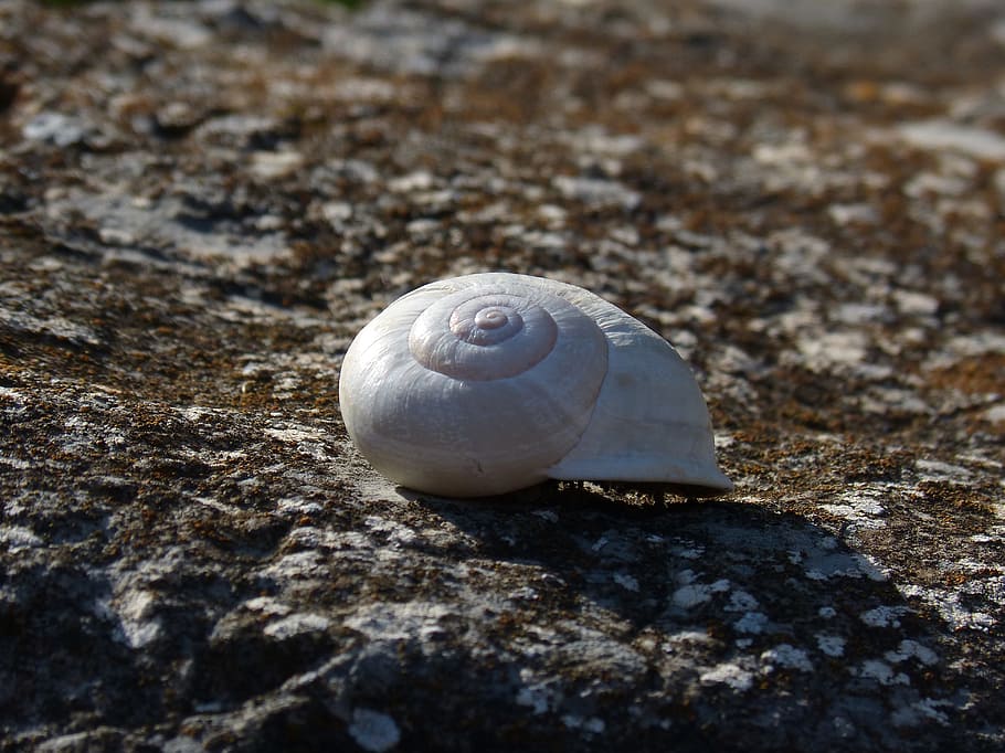 Snail, Spiral, Stone, one animal, animal themes, no people HD wallpaper
