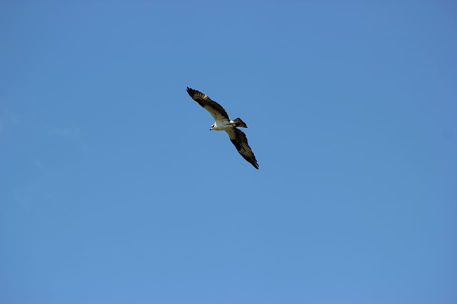Osprey, Flight, Flying, Bird, Animal, feather, soar, one animal HD wallpaper