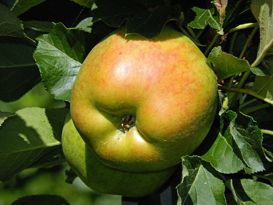 apple, fruit, healthy, vitamins, autumn, apple tree, food, green HD wallpaper