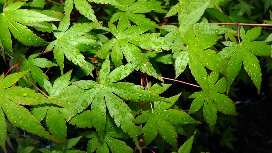 leaves, maple, in rain, leaf, plant part, green color, growth HD wallpaper