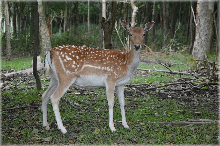 deer standing near tree, ungulate, fallow deer, ruminant, animal HD wallpaper