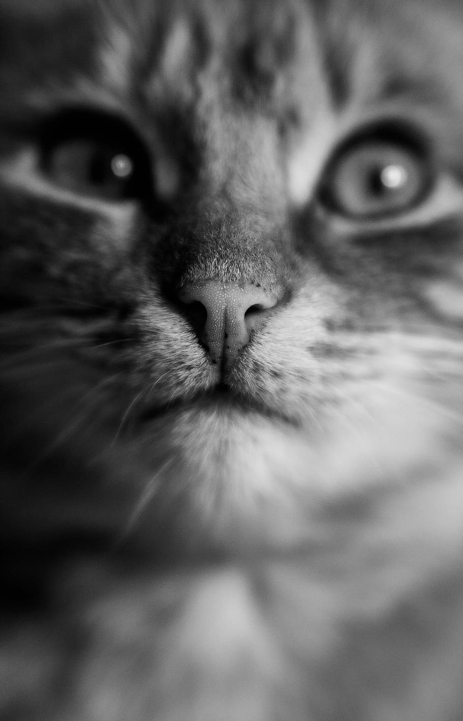 Cat, Eye, Eye, Black, Black And White, Mouth, about, careful, HD wallpaper