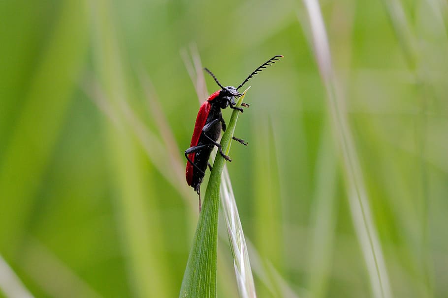 nature, insect, animal world, grass, leaf, summer, small, wild, HD wallpaper