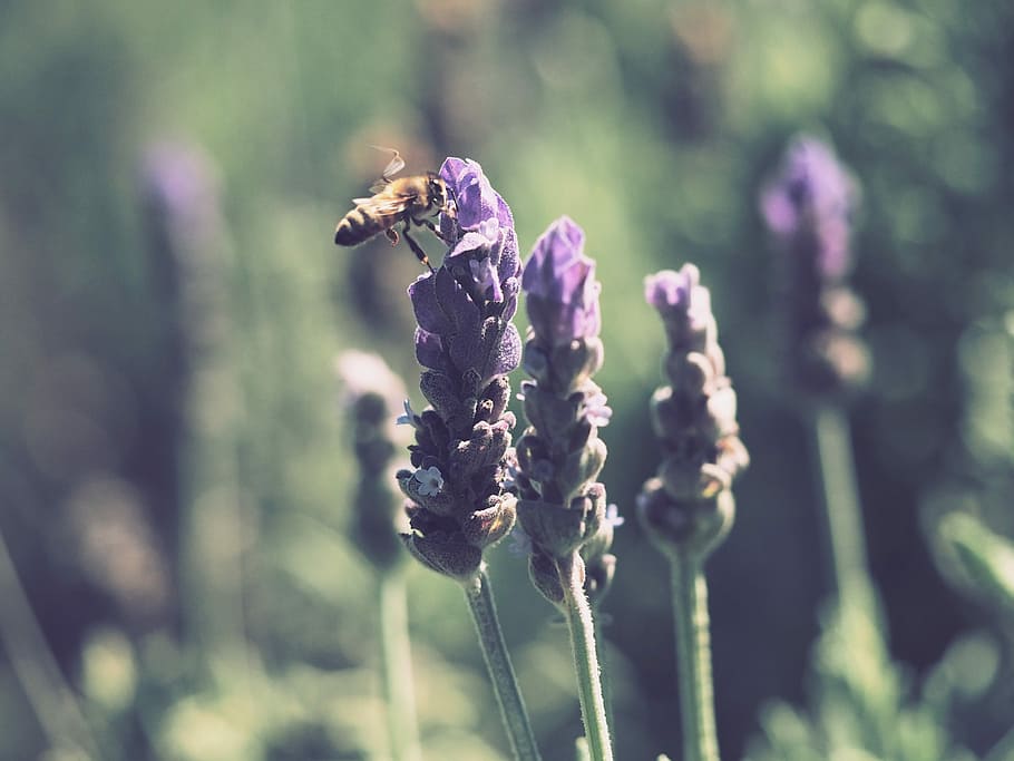yellow bee beside purple petaled flower during daytime, bee on top purple petaled flower HD wallpaper