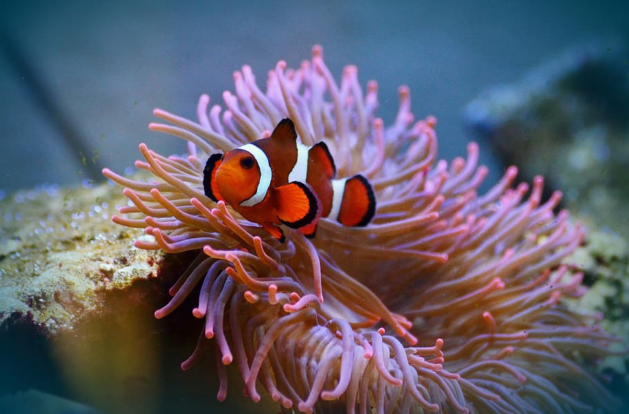 clown fish, anemone fish, amphiprion, aquarium, water creature, HD wallpaper