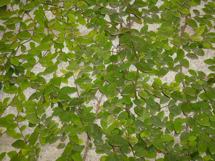 leaves, plants, garden, leaf, plant part, green color, full frame HD wallpaper