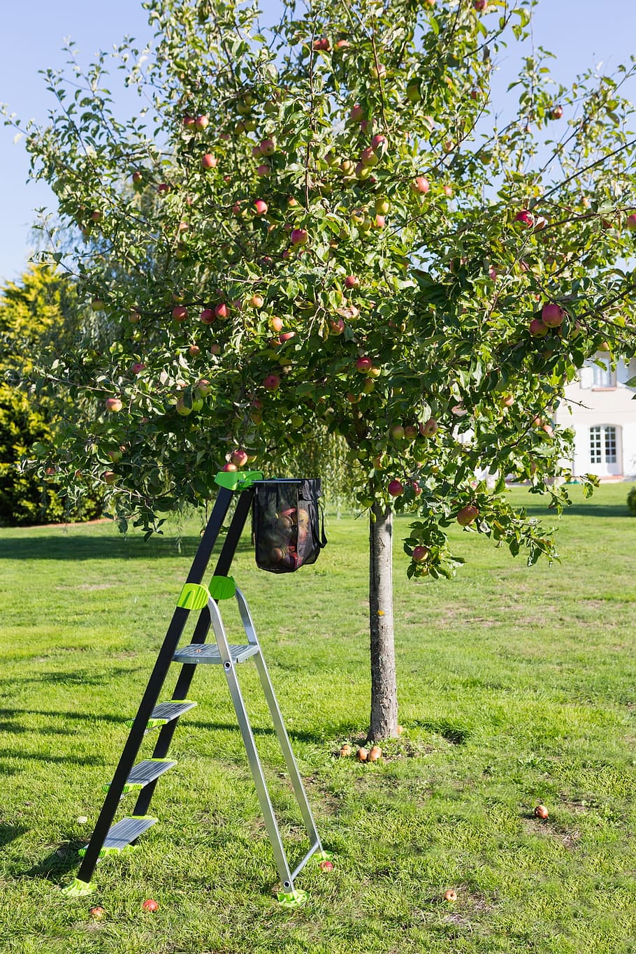 stepladder, footstool, garden, plant, grass, green color, tree HD wallpaper