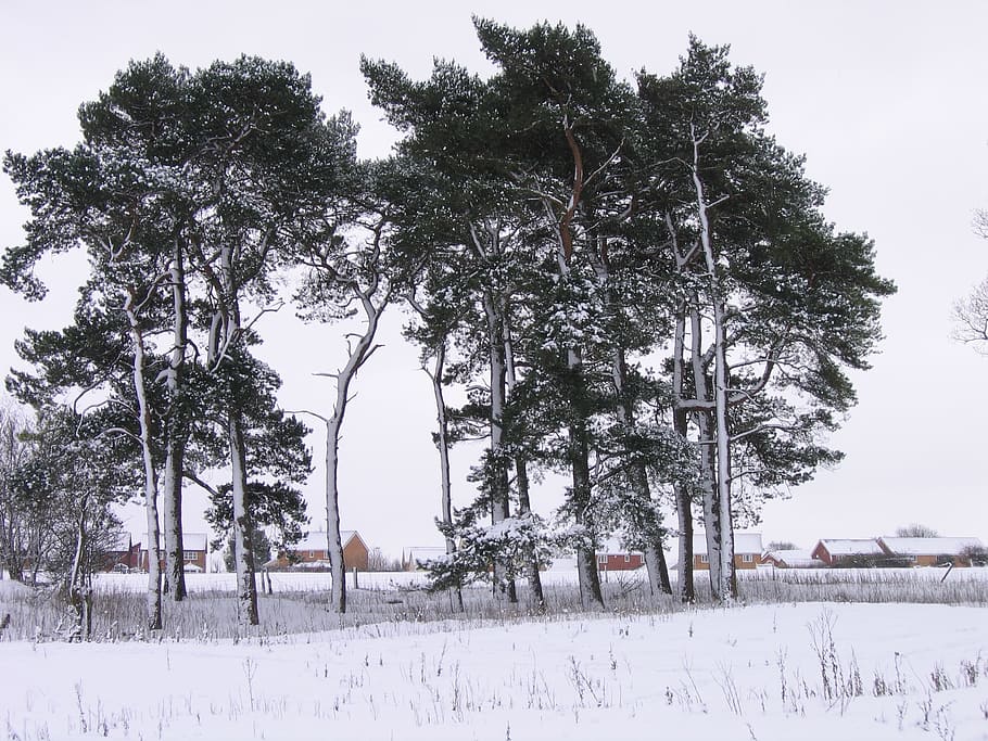 Winter, Snow, Cold, Wales, Trees, Stand, cold temperature, tranquil scene HD wallpaper