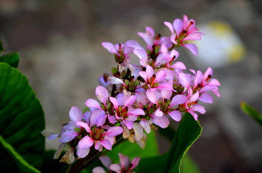 flower, nature, flora, leaf, garden, petal, floral, blooming HD wallpaper